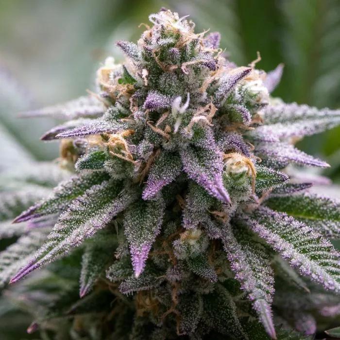 Ultra Violet GMO