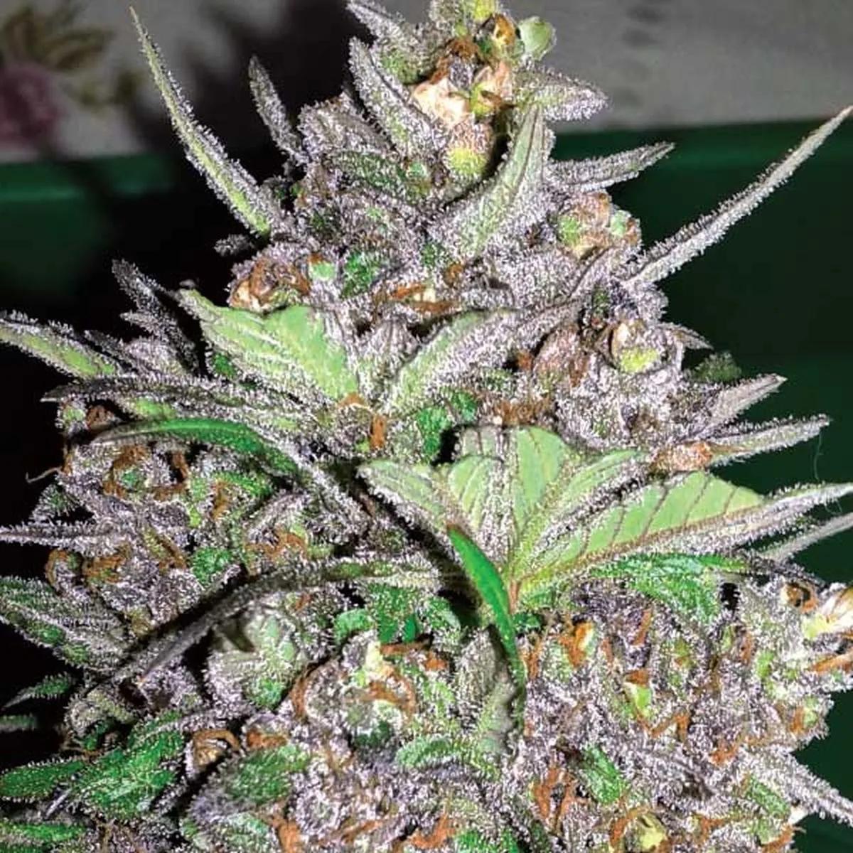 Violet Kush