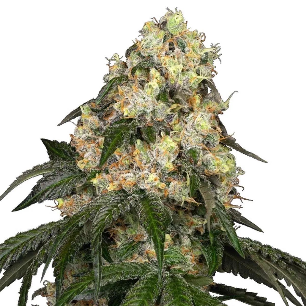 White Biscotti OG XXL (White Label)