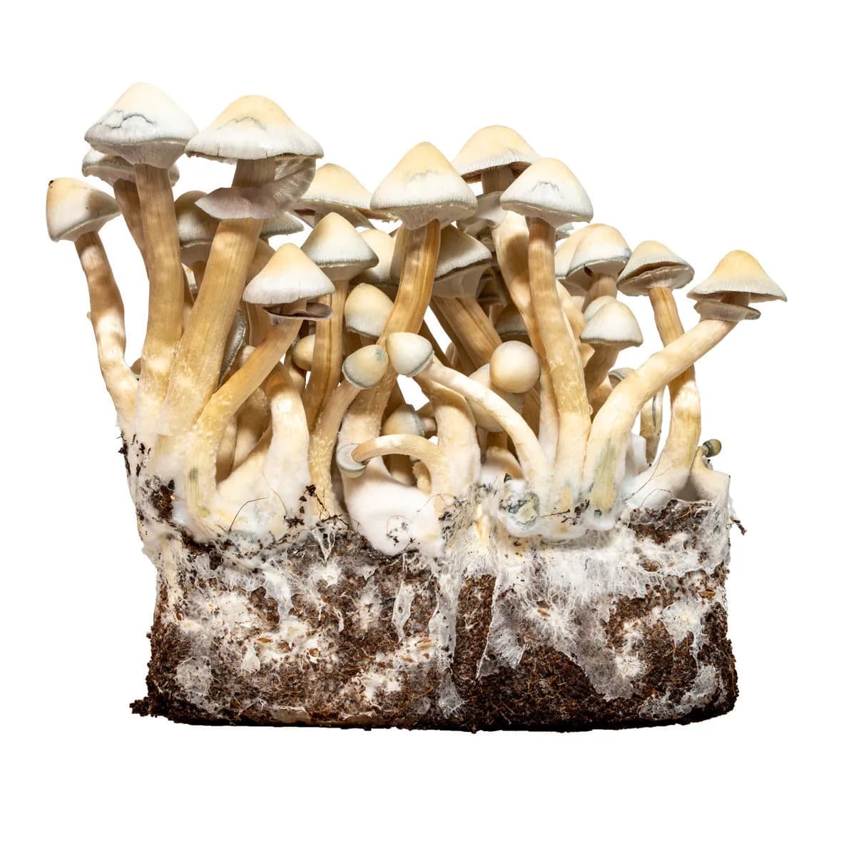 Albino A+ vloeibare cultuurspuit (Acid Shroomz)