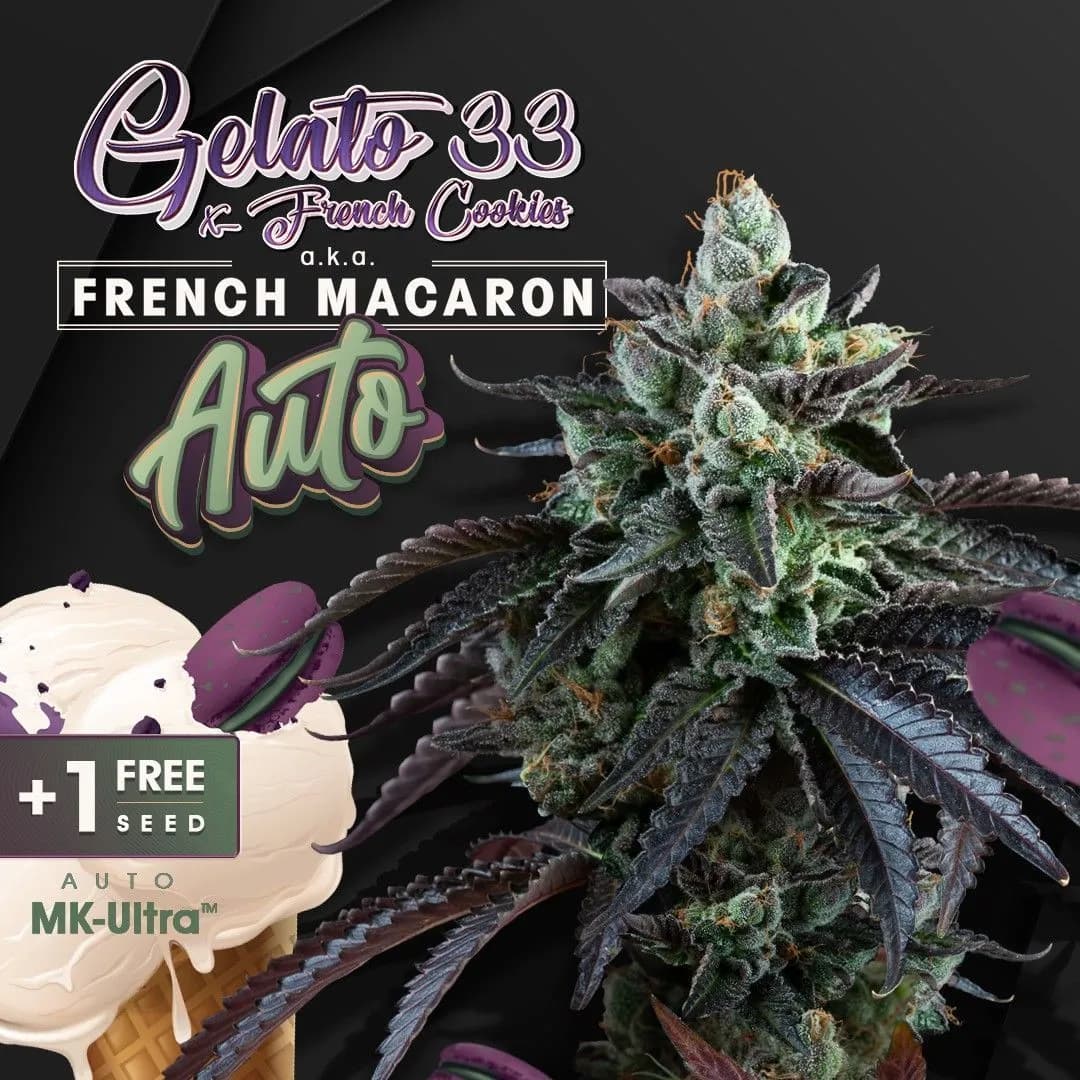 Auto French Macaron (T.H.Seeds)