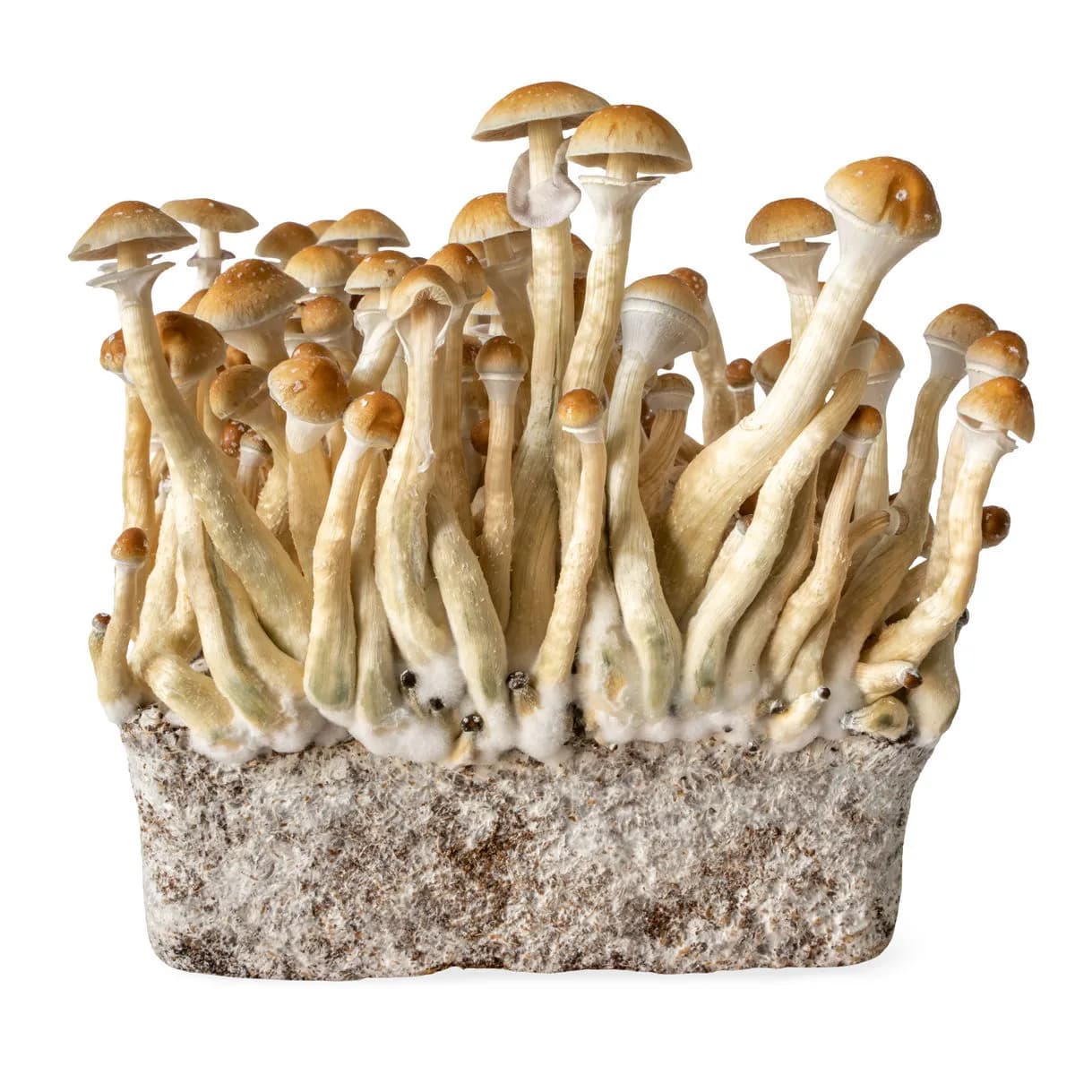 B+ Vloeibare Cultuur Spuit (Acid Shroomz)