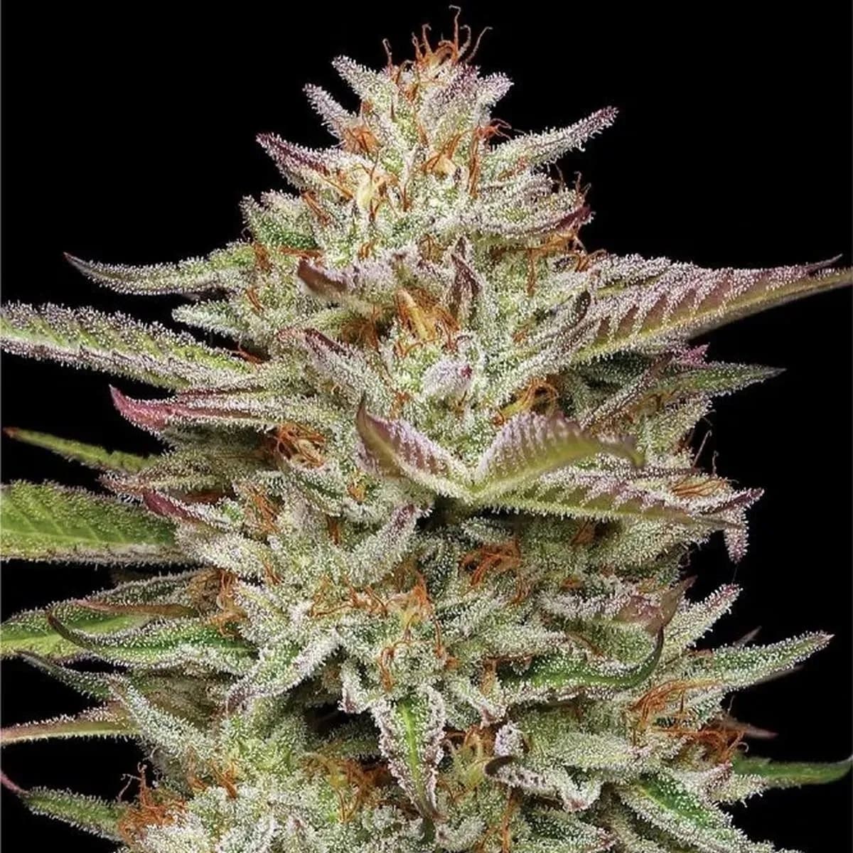 Banana OG