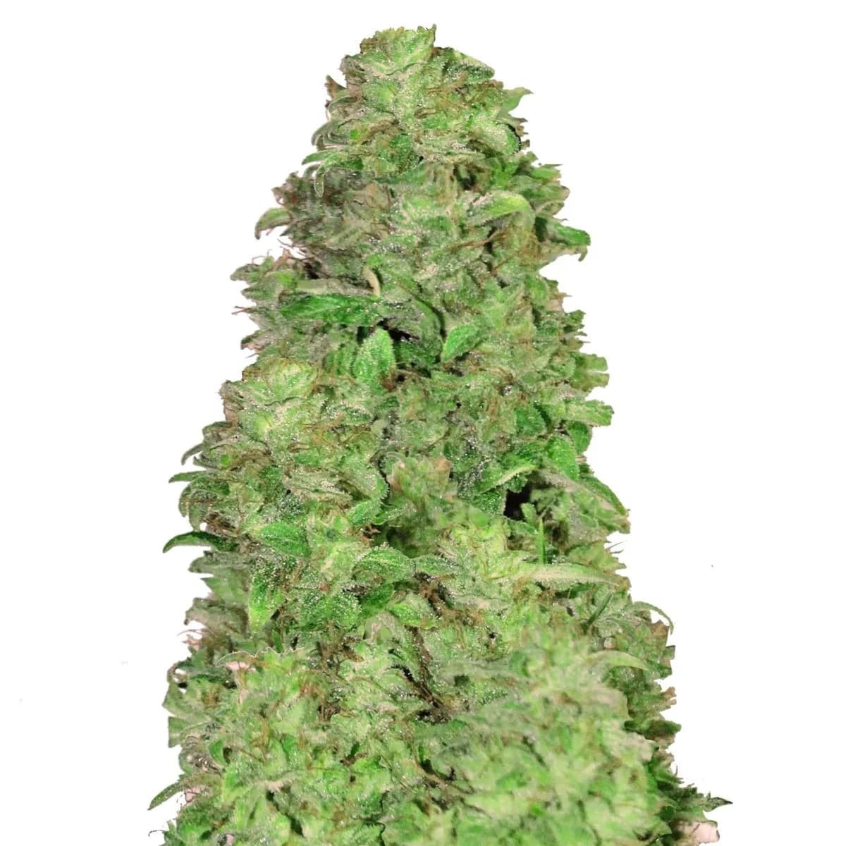 CBD Auto 20:1