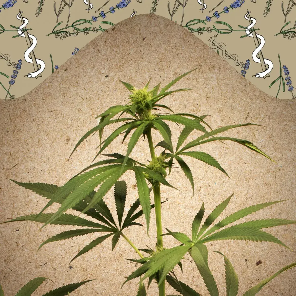 CBD Terra Italia