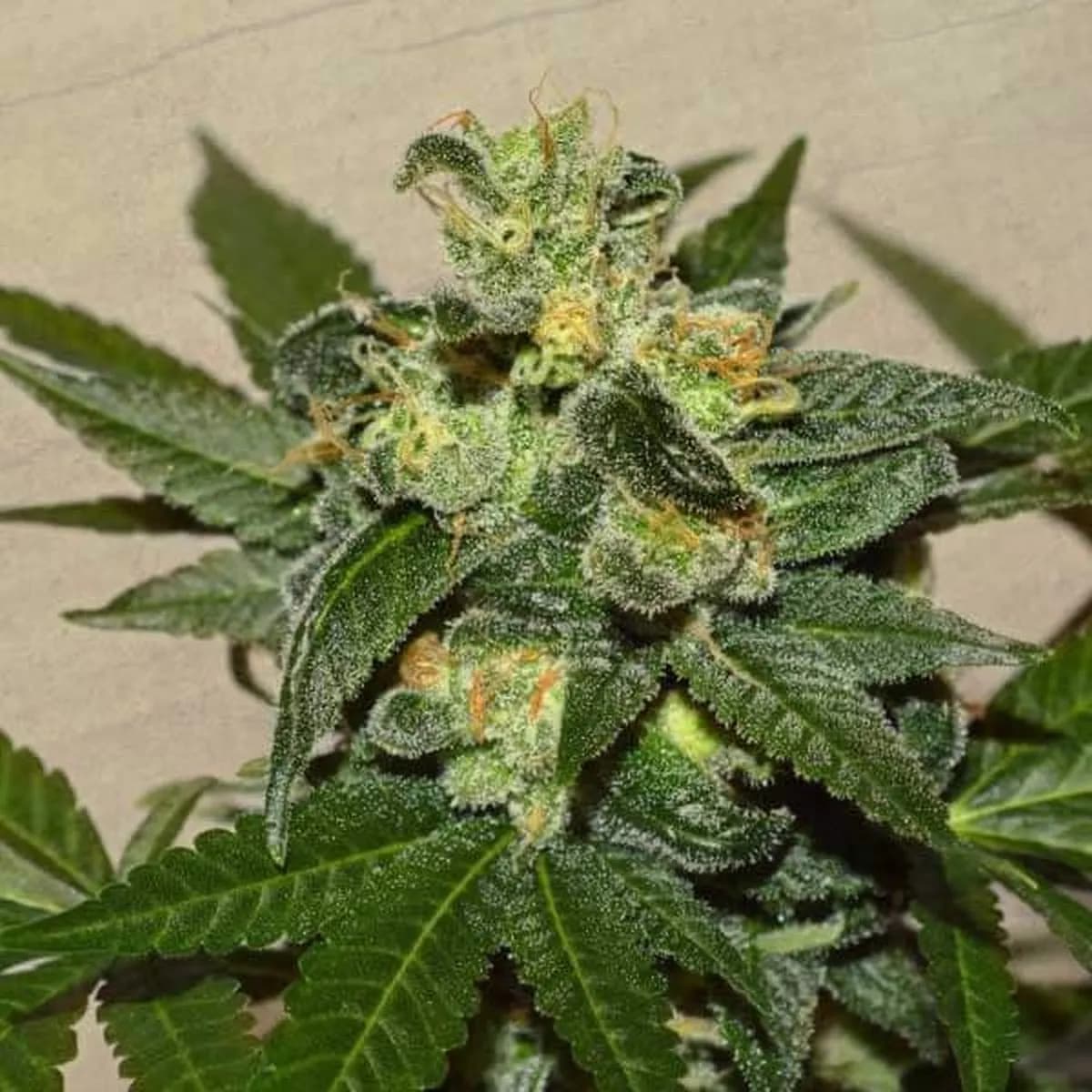 Citrus Paridisi