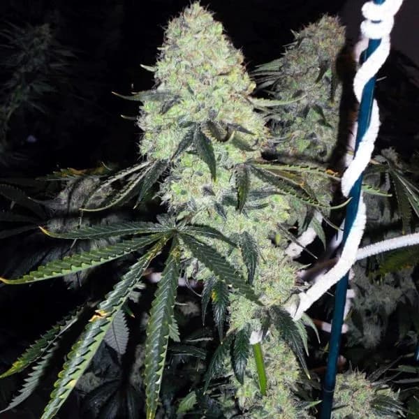 Deadhead OG