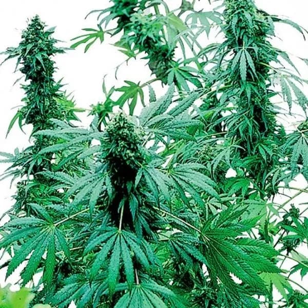 Early Skunk