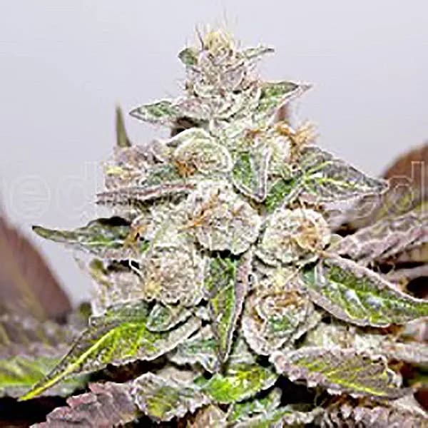 Mendocino x Purple Kush