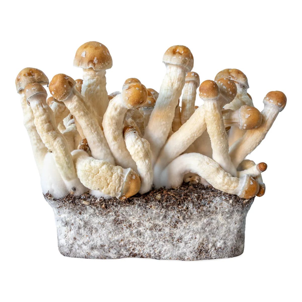 Penis Envy vloeibare cultuurspuit (Acid Shroomz)