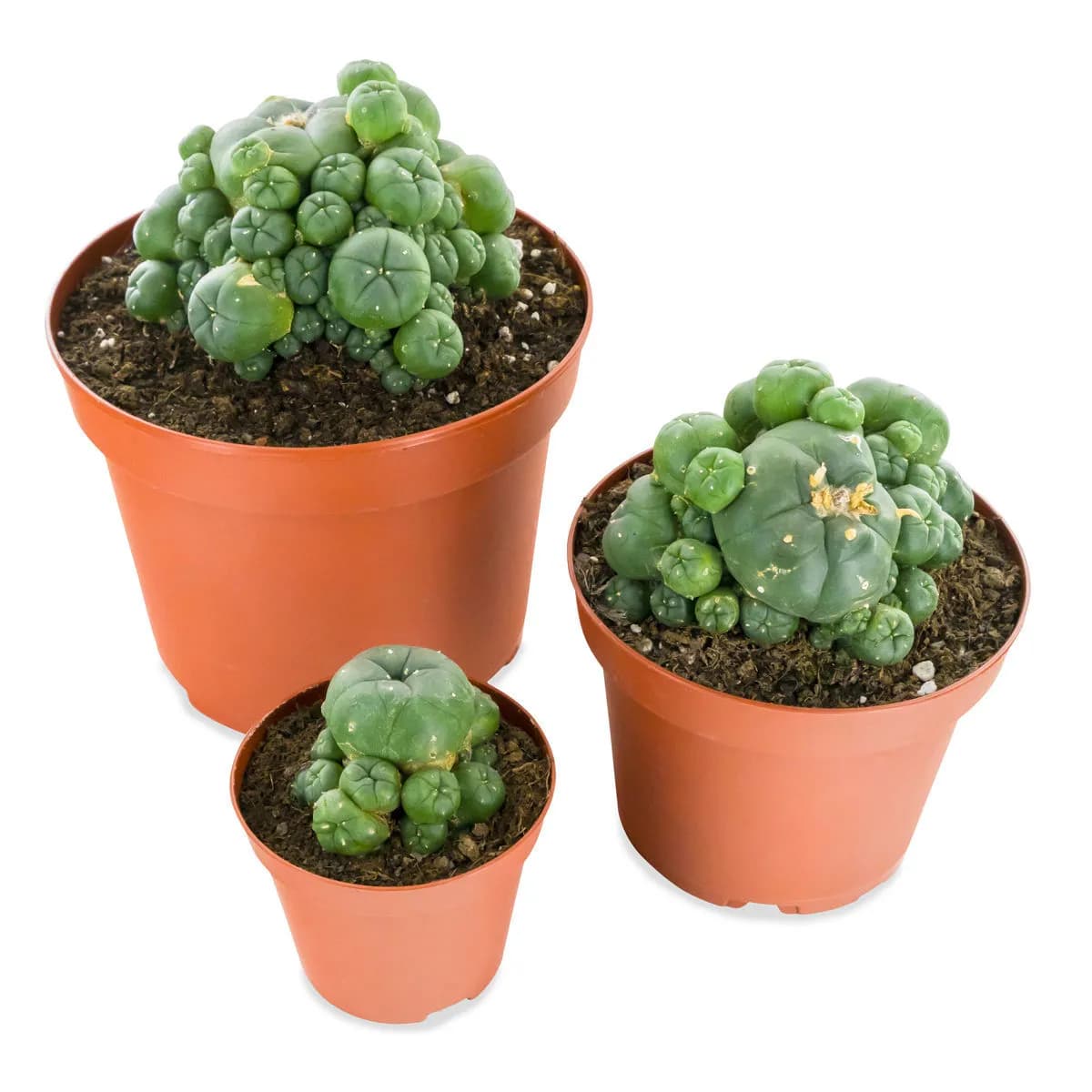 Peyote met pups