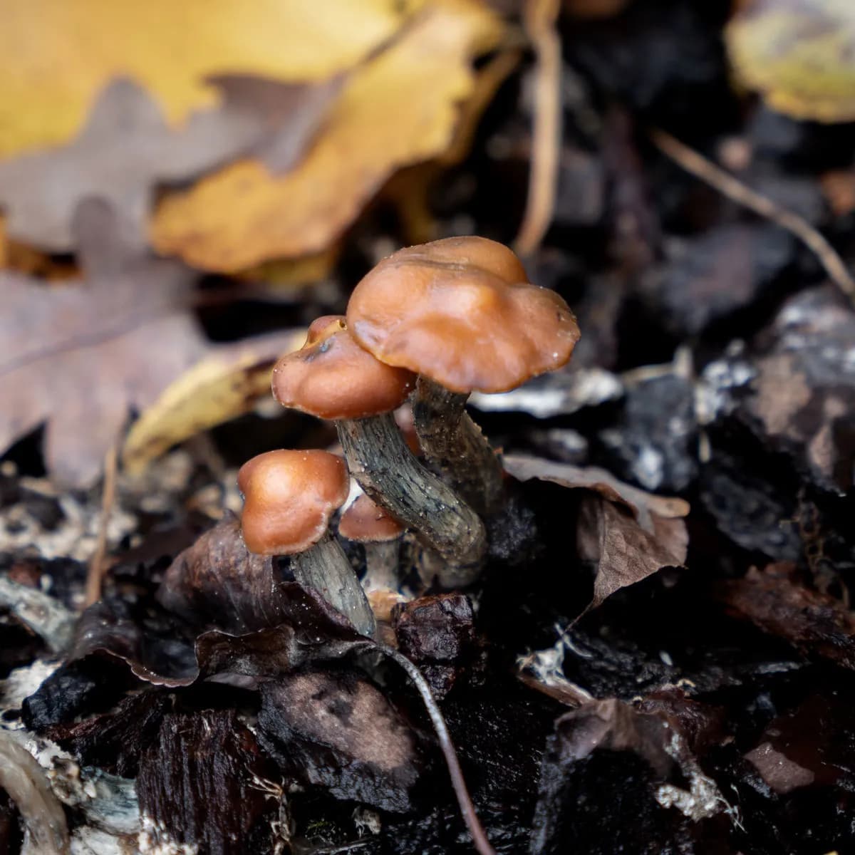 Psilocybe azurescens vloeibare cultuurspuit (Acid Shroomz)
