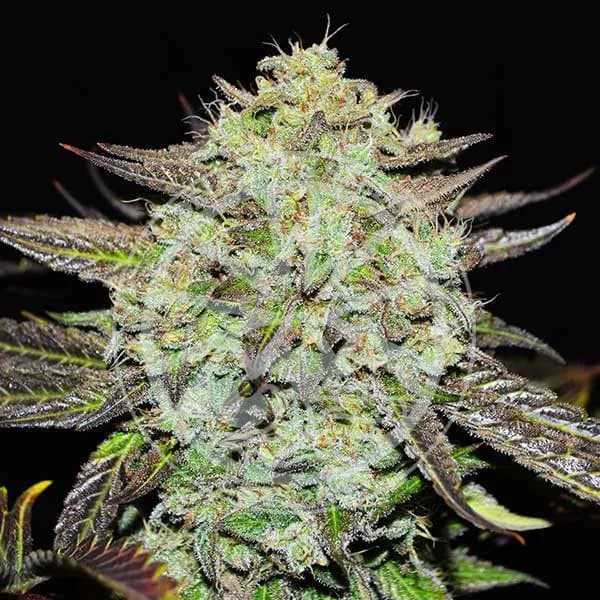 Purple Mango Kush