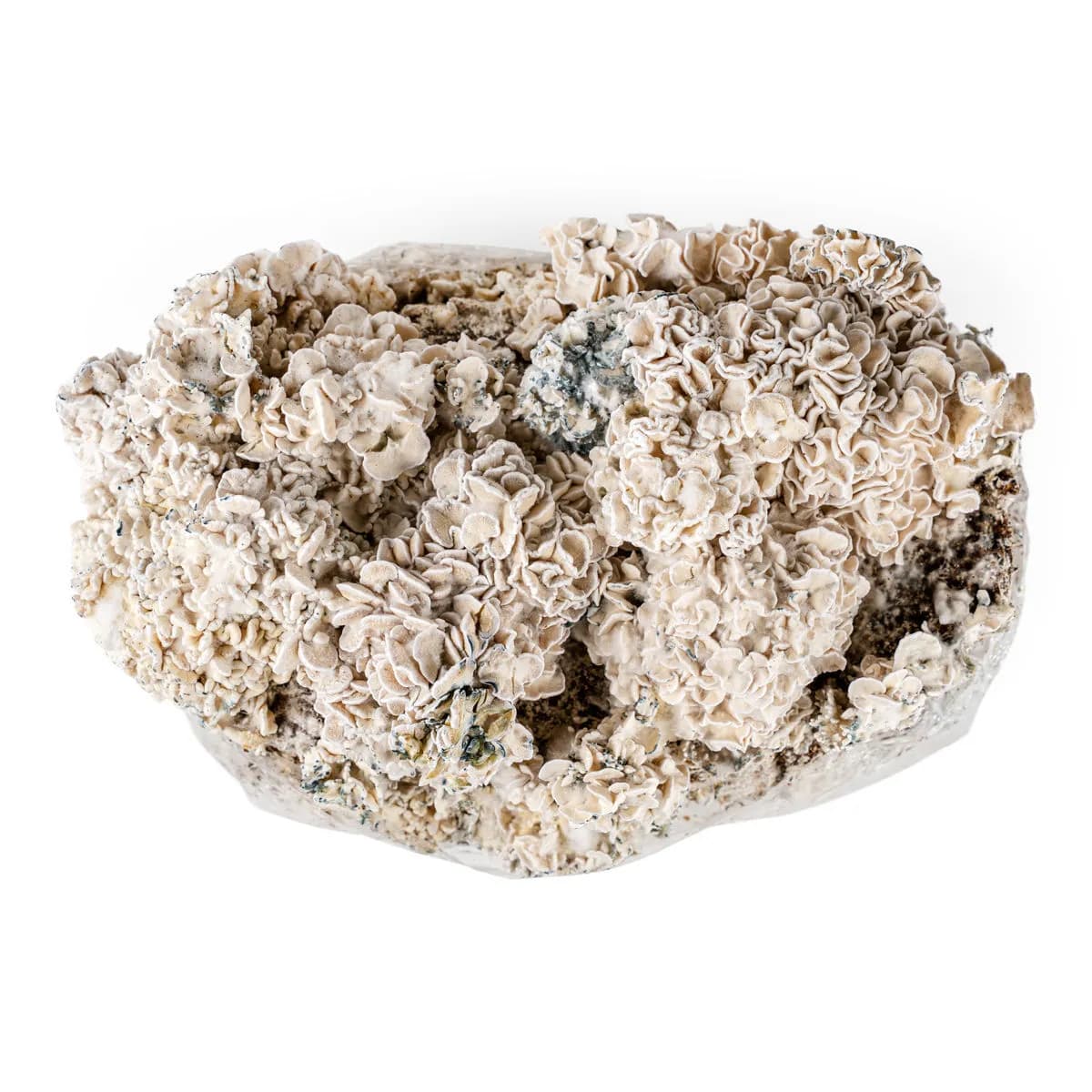 Ready-2-Grow Bag 'Enigma'