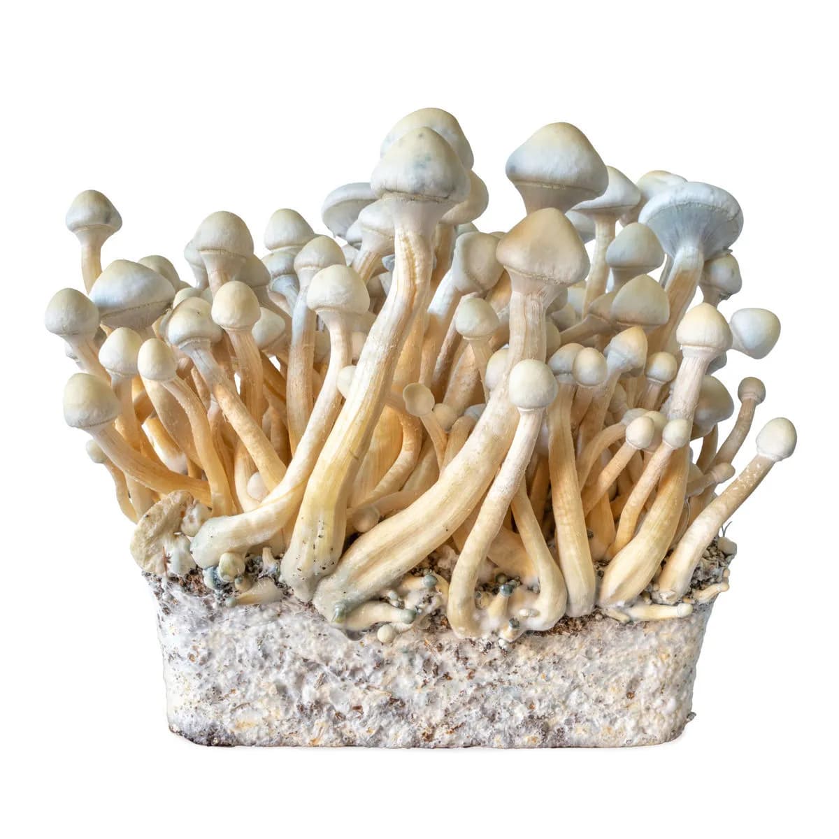 Rusty Whyte Vloeibare Cultuur Injectiespuit (Acid Shroomz)