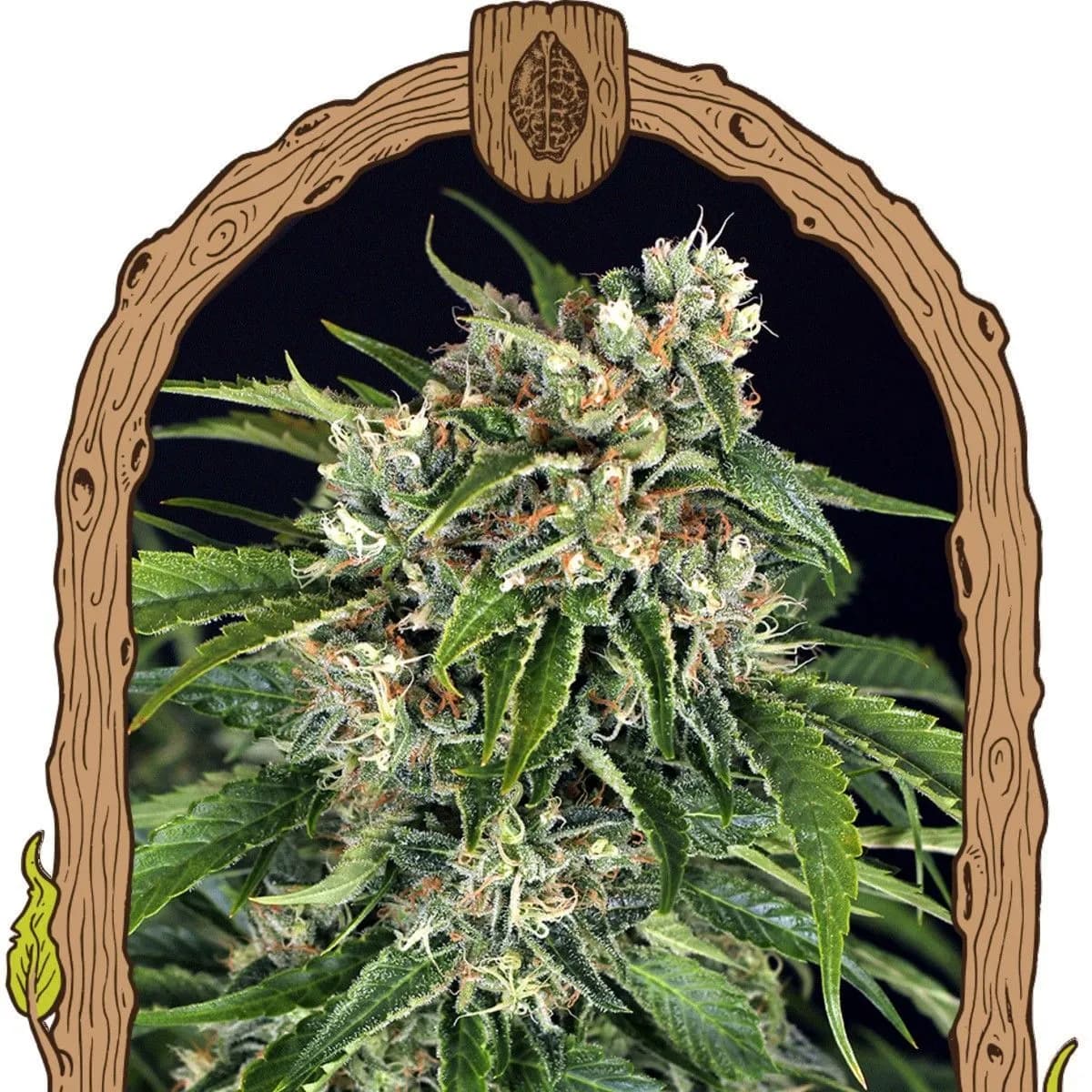 Sir Jack Auto Pure CBD