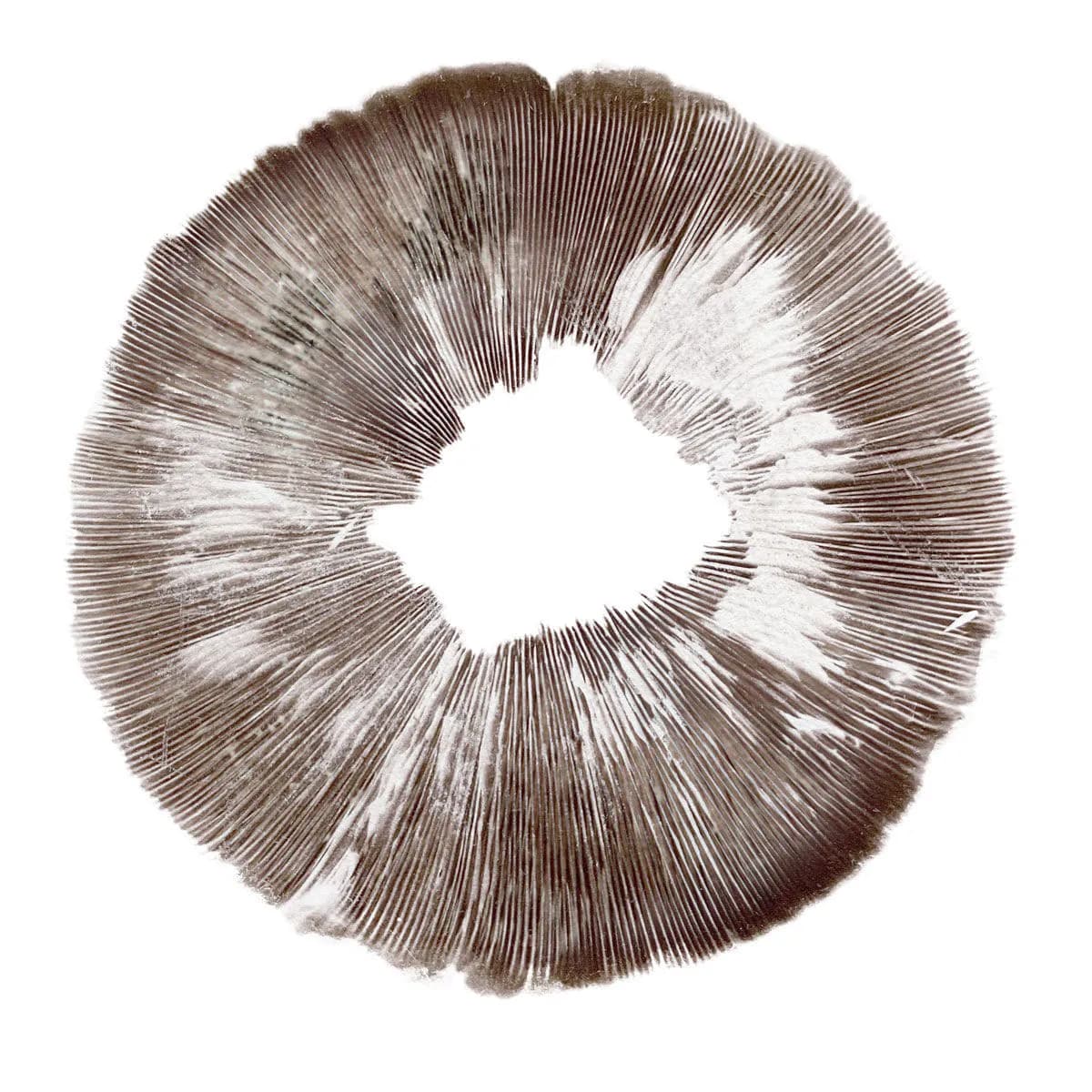 Sporenafdruk Psilocybe cubensis Amazonas