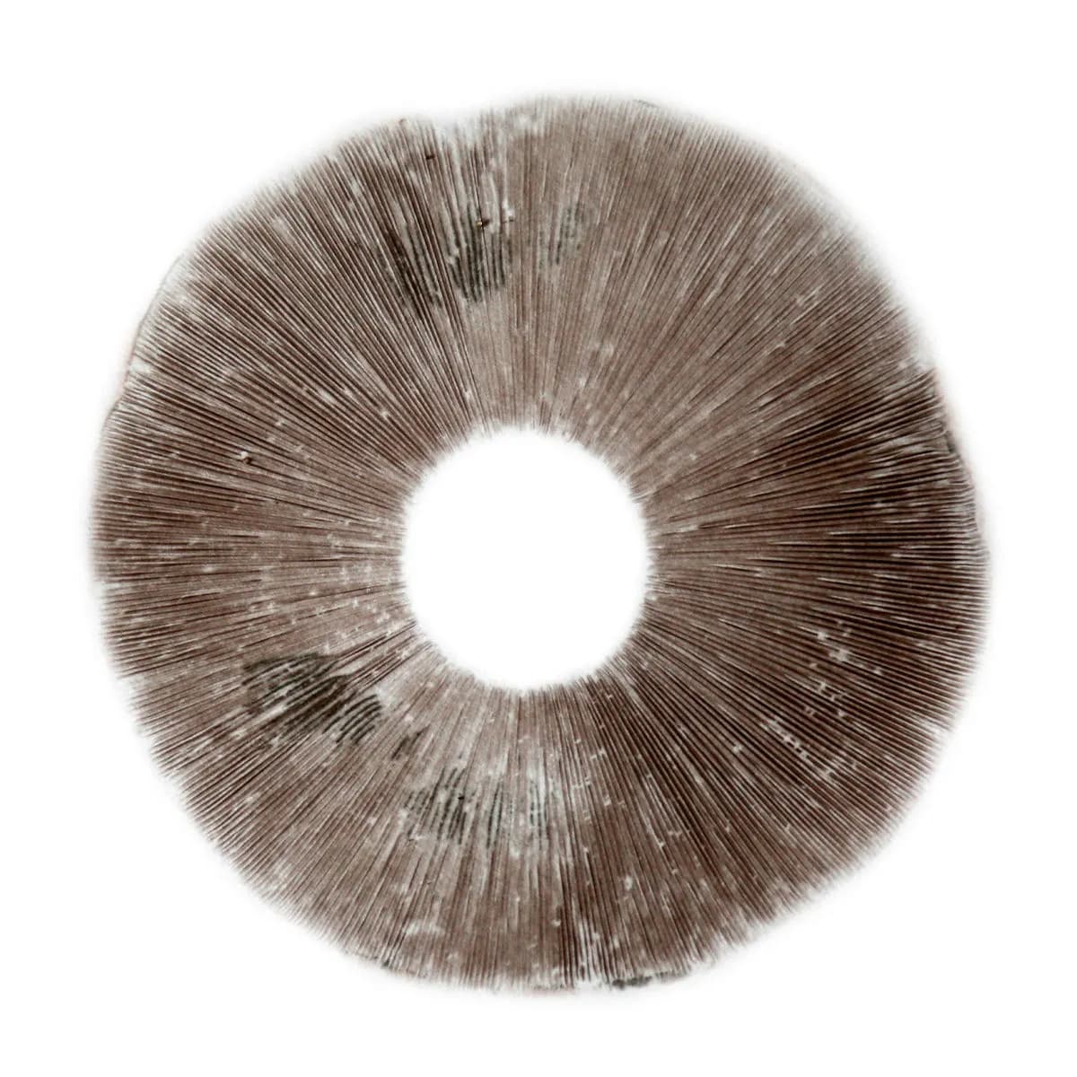 Sporenafdruk Psilocybe Cubensis B+