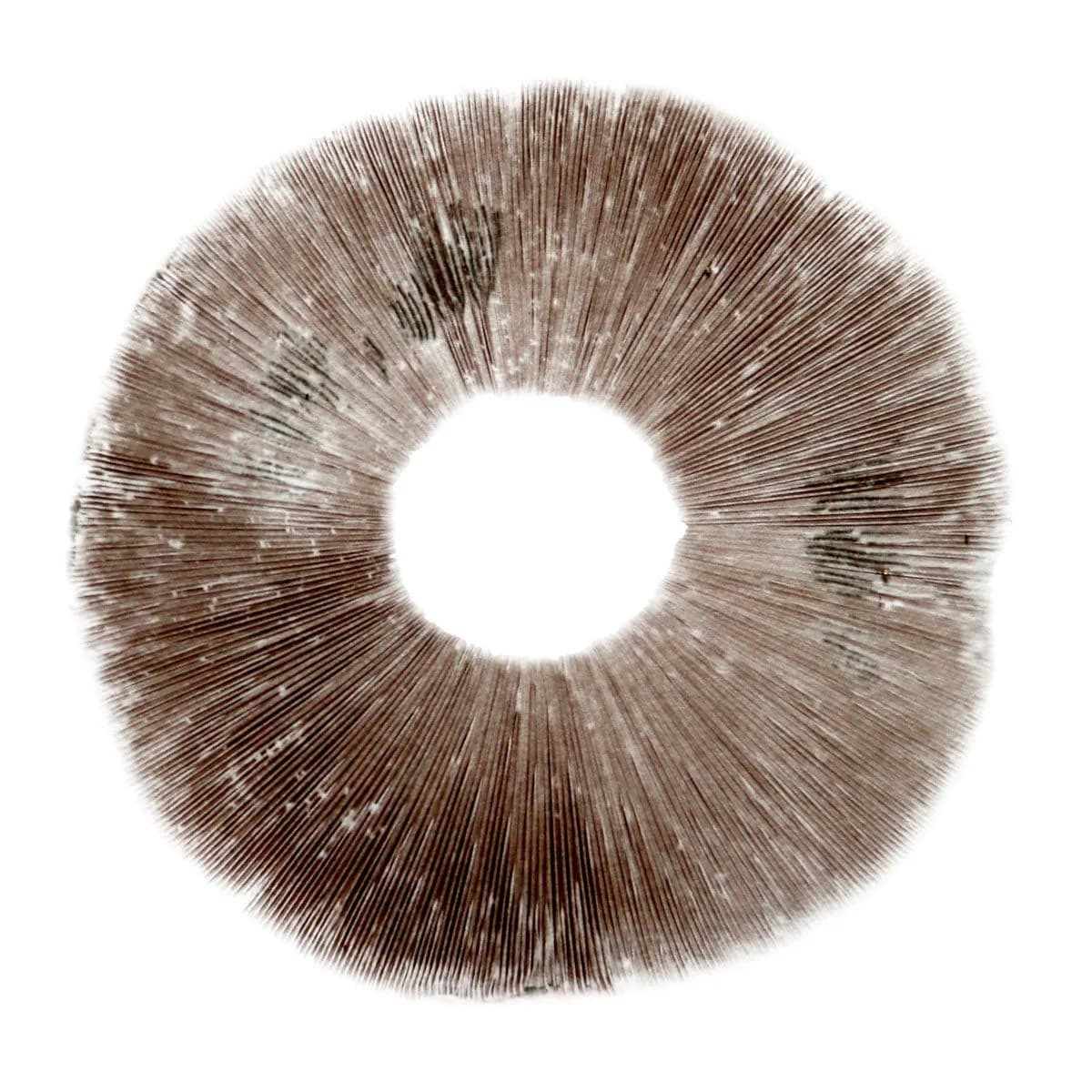 Sporenafdruk Psilocybe cubensis Ban Hua Thai