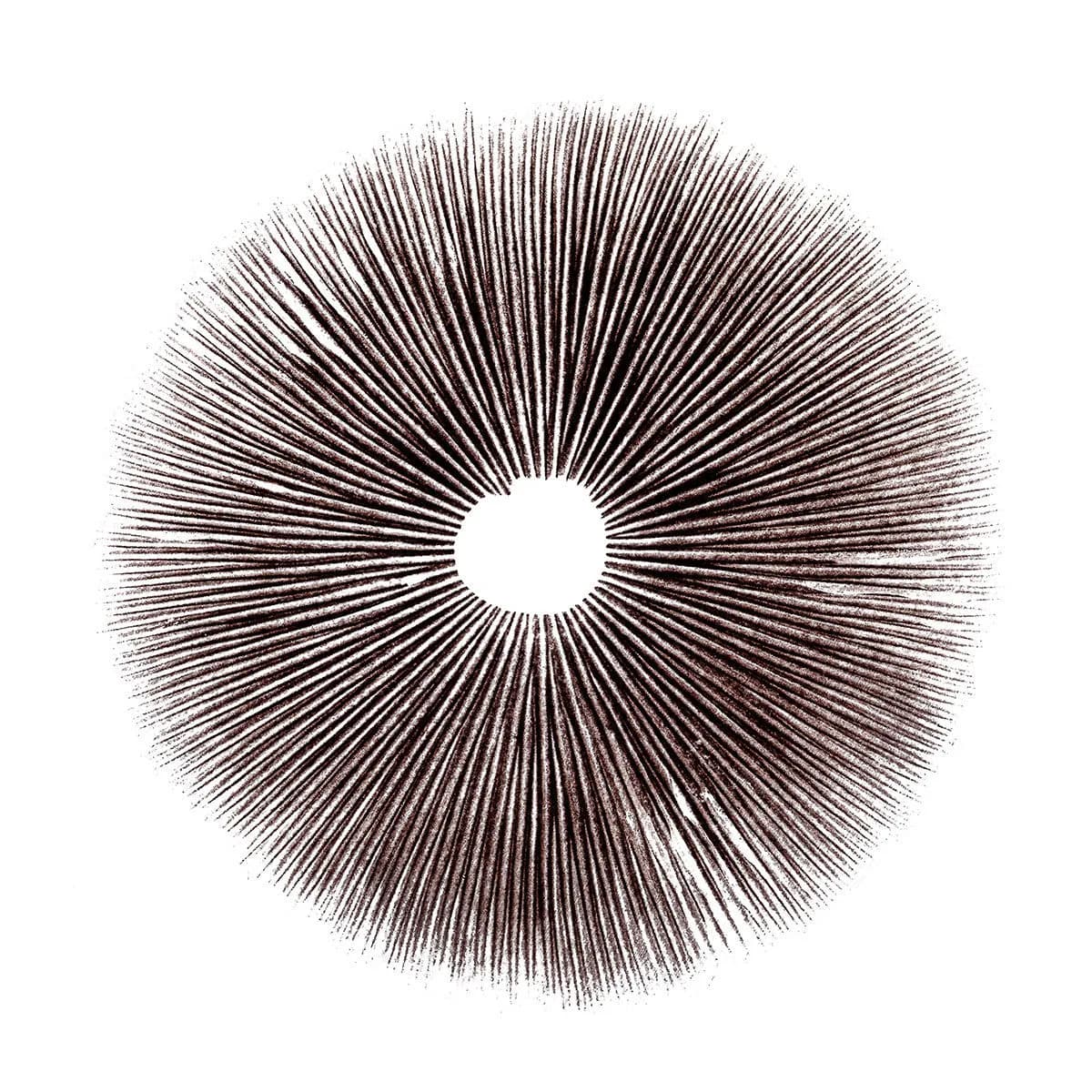 Sporenafdruk Psilocybe Cubensis Ecuador