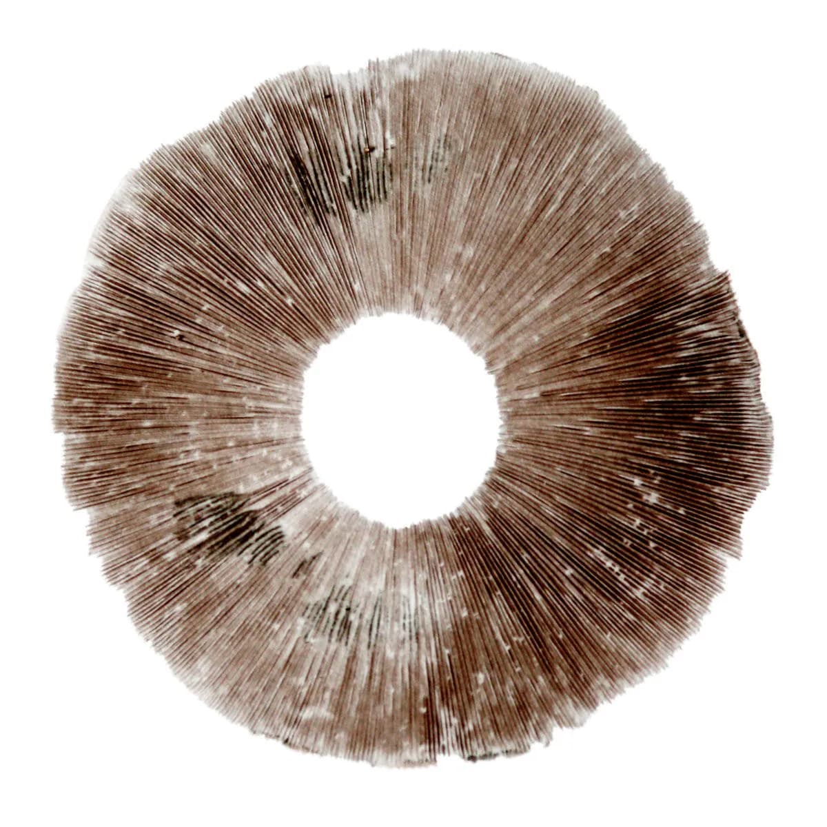 Sporenafdruk Psilocybe cubensis Hawaii (PES)