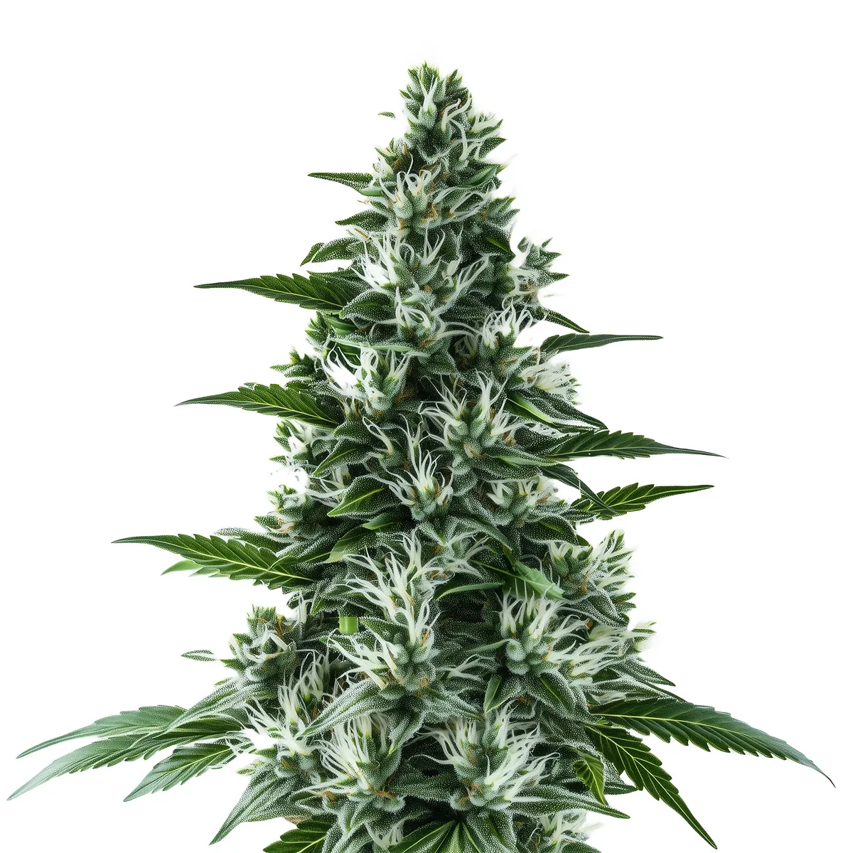 Alaskan Thunderfuck Auto — afbeelding 2