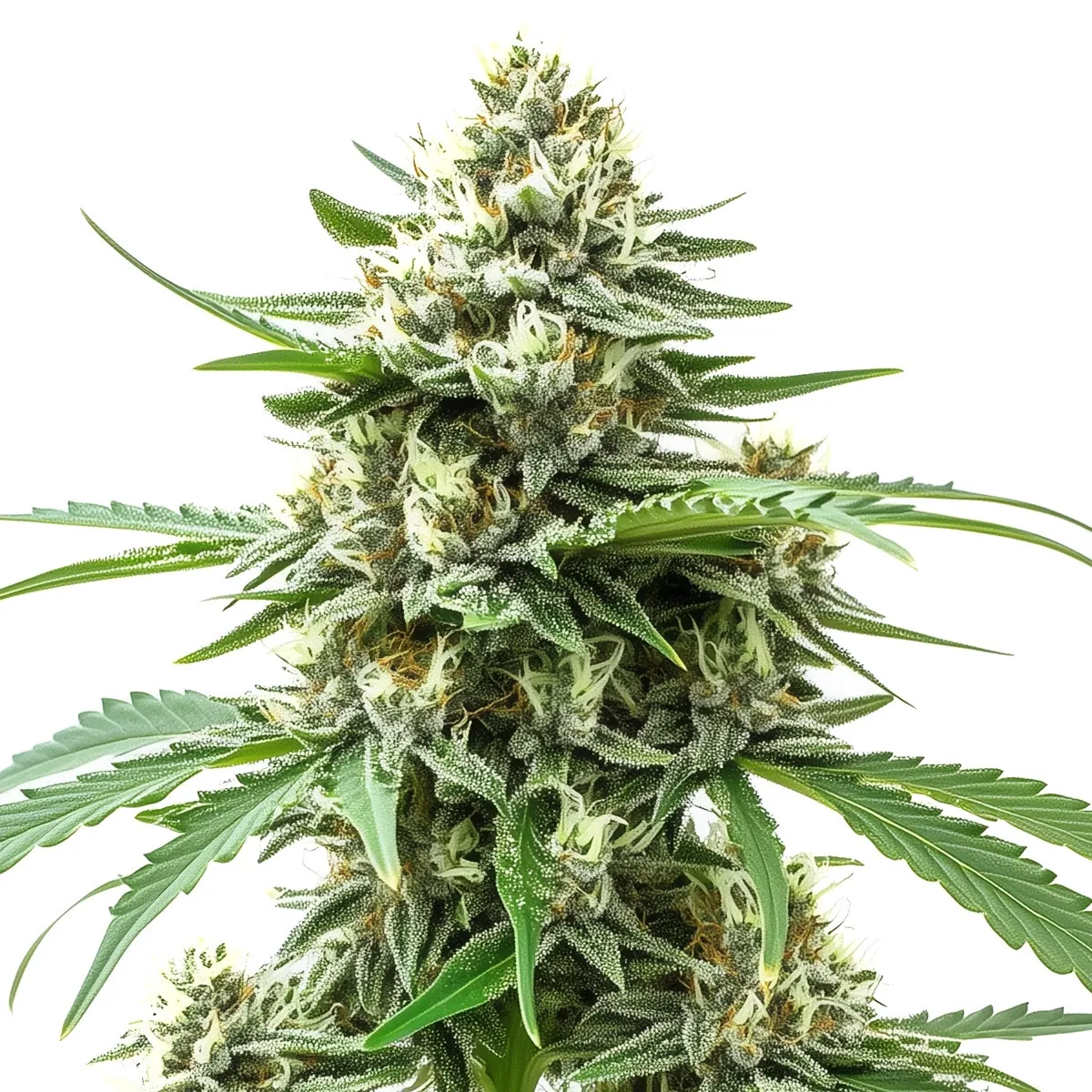 Alien OG Auto — afbeelding 2