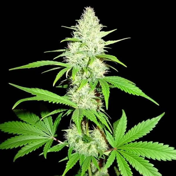 Amnesia Ganja Haze — afbeelding 2