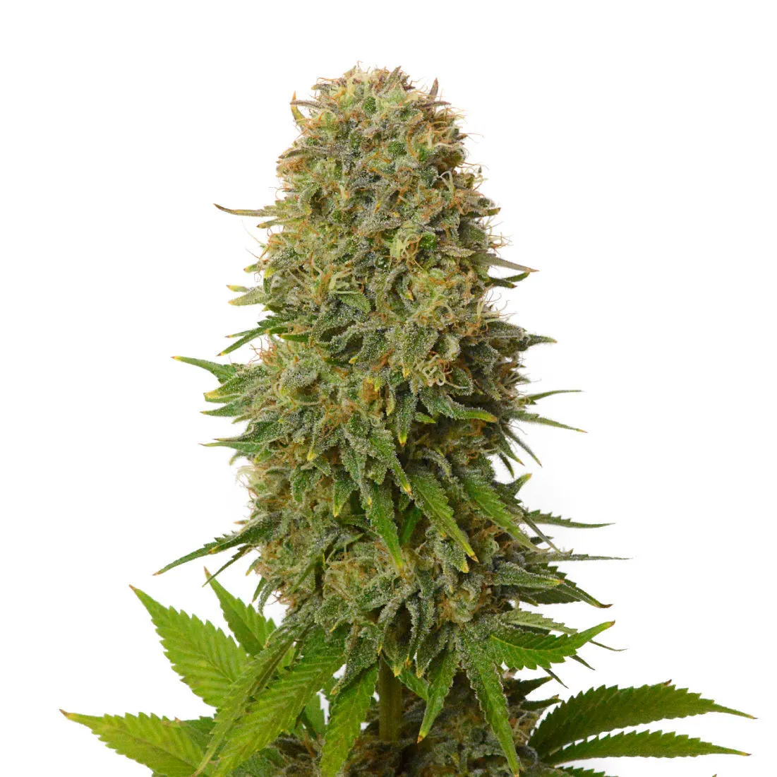Amnesia Haze — afbeelding 2