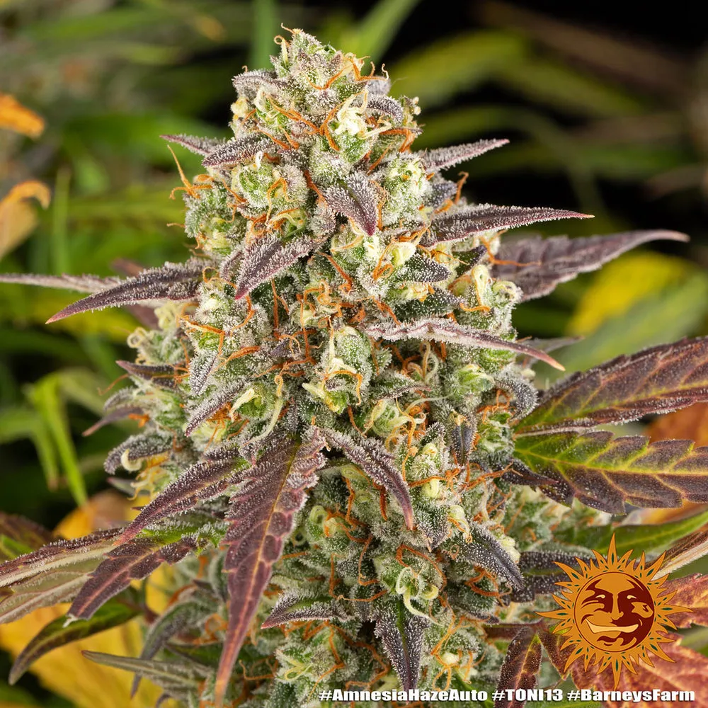 Amnesia Haze — afbeelding 2