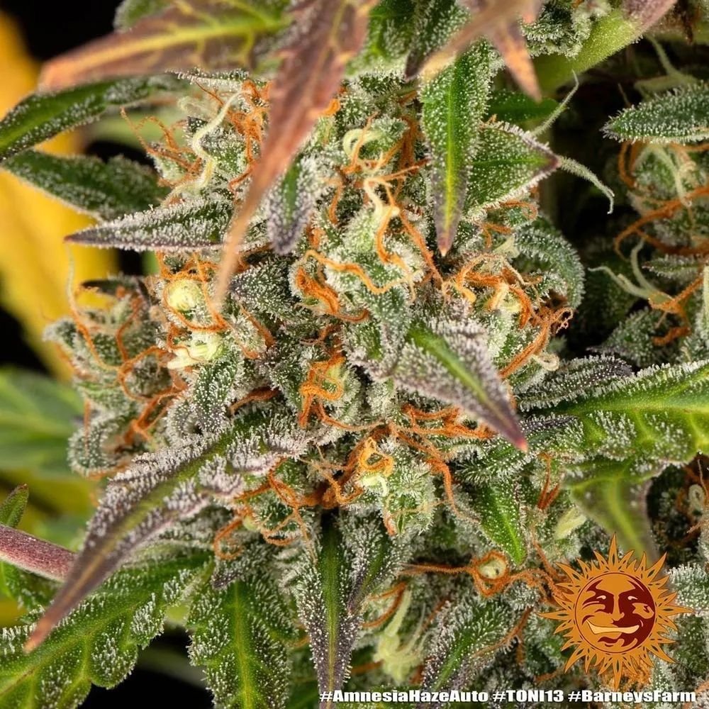 Amnesia Haze — afbeelding 3