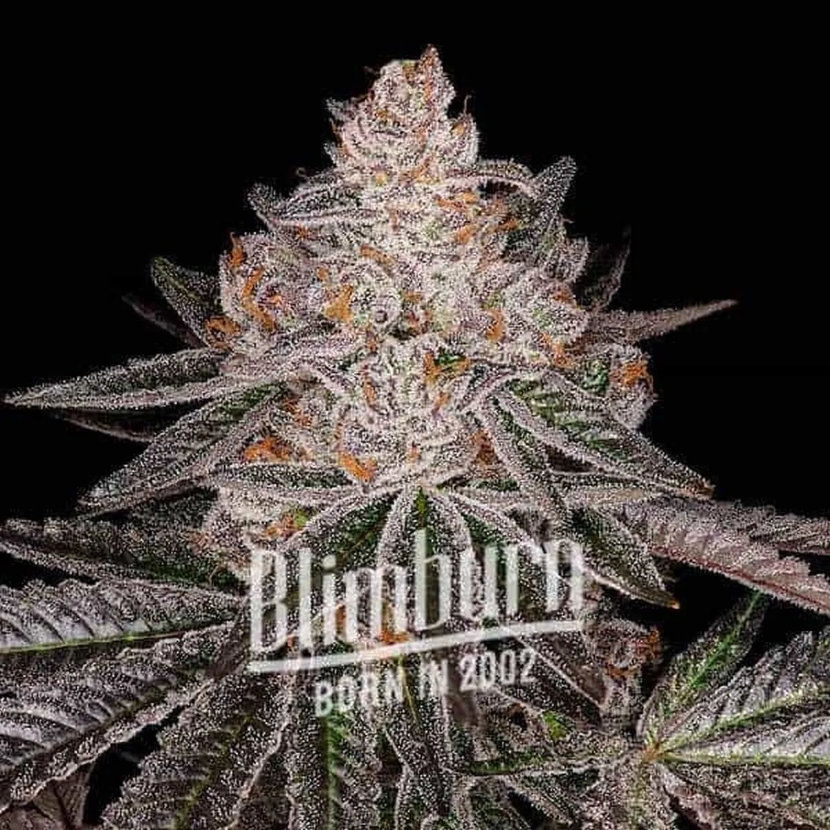 Apple Fritter — afbeelding 2