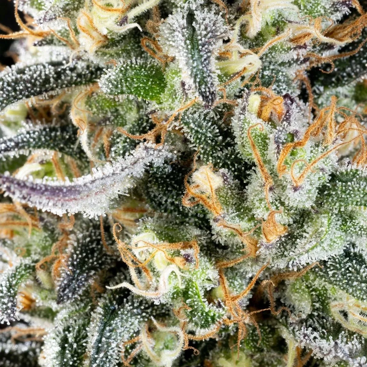 Apple Fritter — afbeelding 2