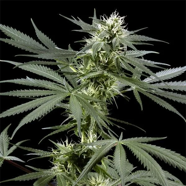 Arjan's Haze 3 — afbeelding 2