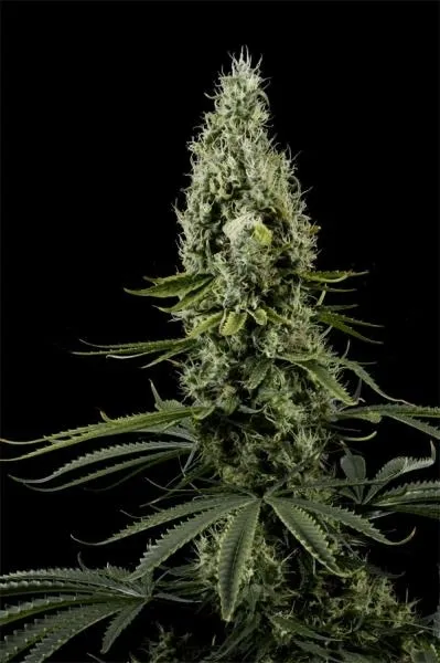 Arjan's Haze 3 — afbeelding 3