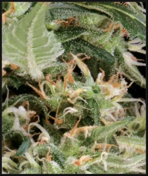 Arjan's Ultra Haze 1 — afbeelding 2