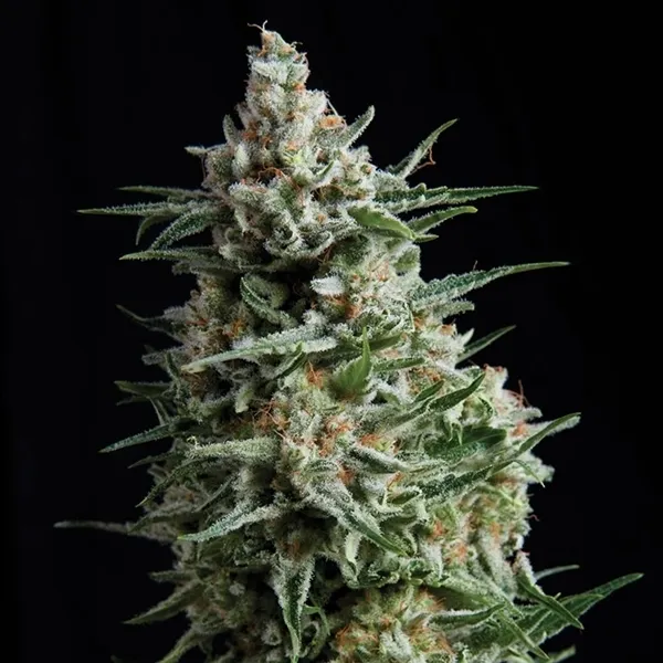 Auto Anesthesia — afbeelding 3