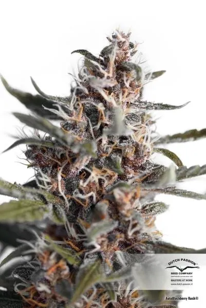 Auto Blackberry Kush — afbeelding 2