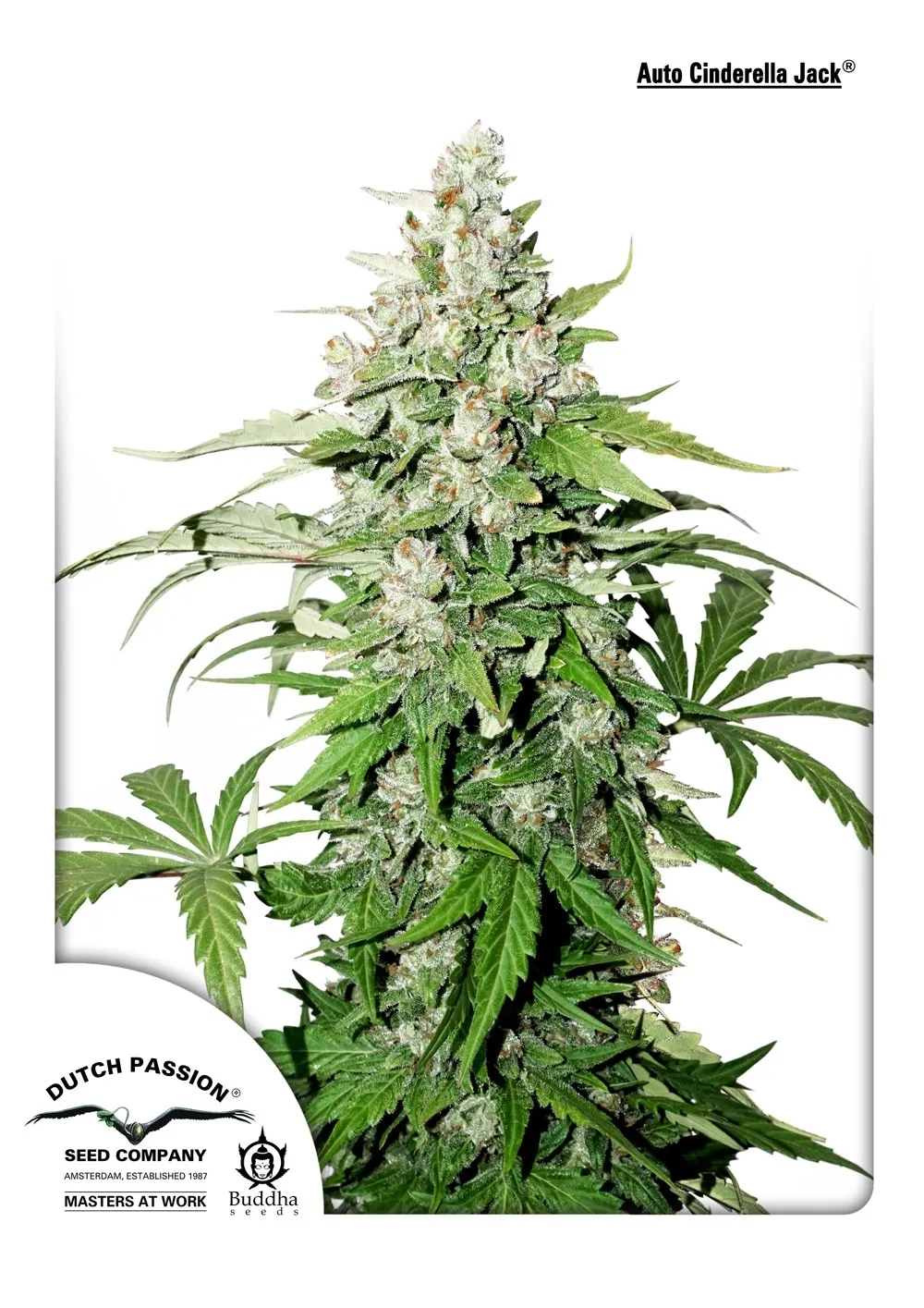 Auto Cinderella Jack — afbeelding 2