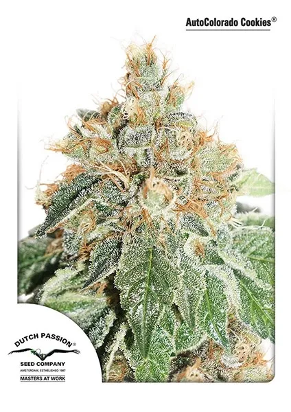 Auto Colorado Cookies — afbeelding 2