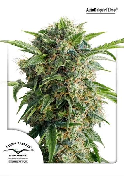 Auto Daiquiri Lime — afbeelding 2