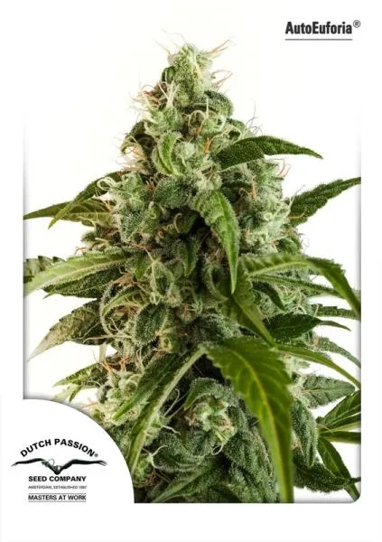 Auto Euforia — afbeelding 2