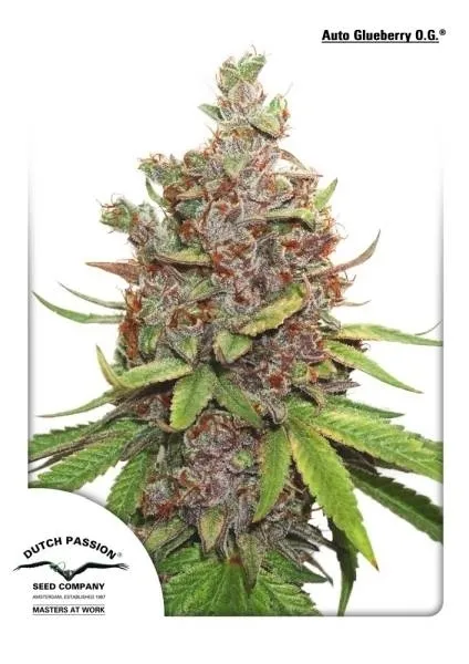 Auto Glueberry OG — afbeelding 2