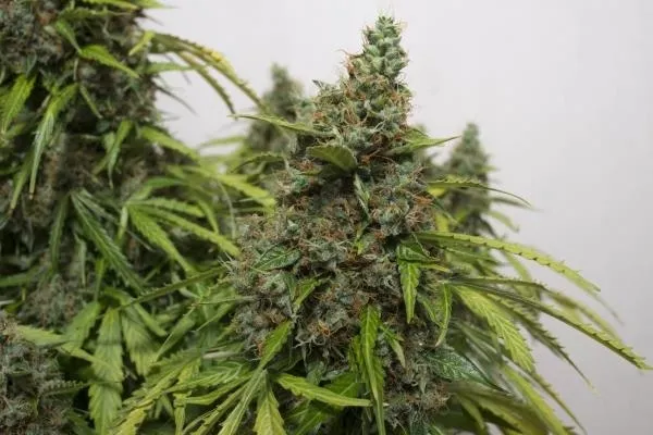 Auto Mazar — afbeelding 4