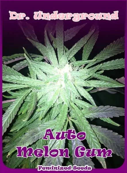 Auto Melon Gum — afbeelding 2