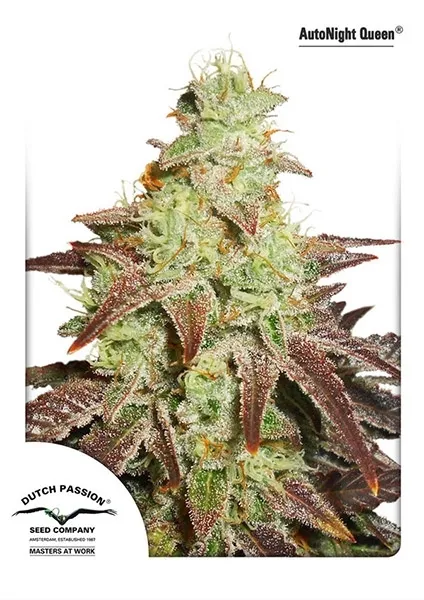 Auto Night Queen — afbeelding 2