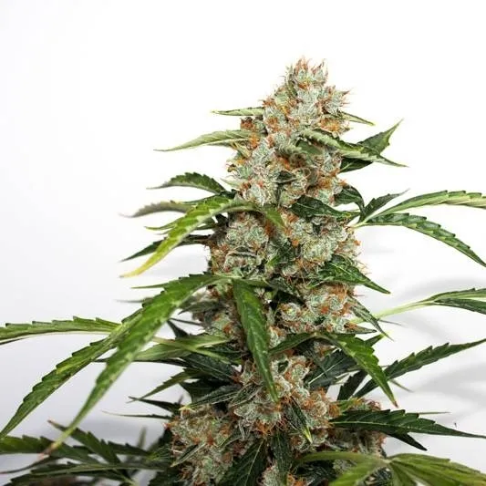 Auto Orange Bud — afbeelding 2