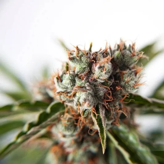 Auto Orange Bud — afbeelding 3