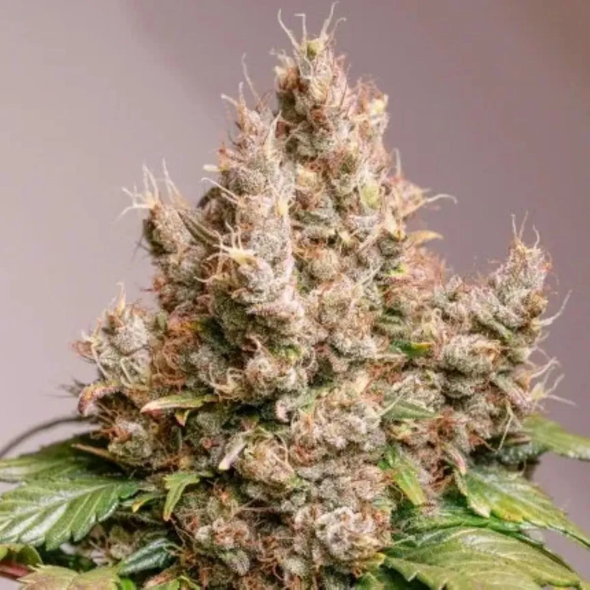 Auto Red Tropicana Cookies — afbeelding 2