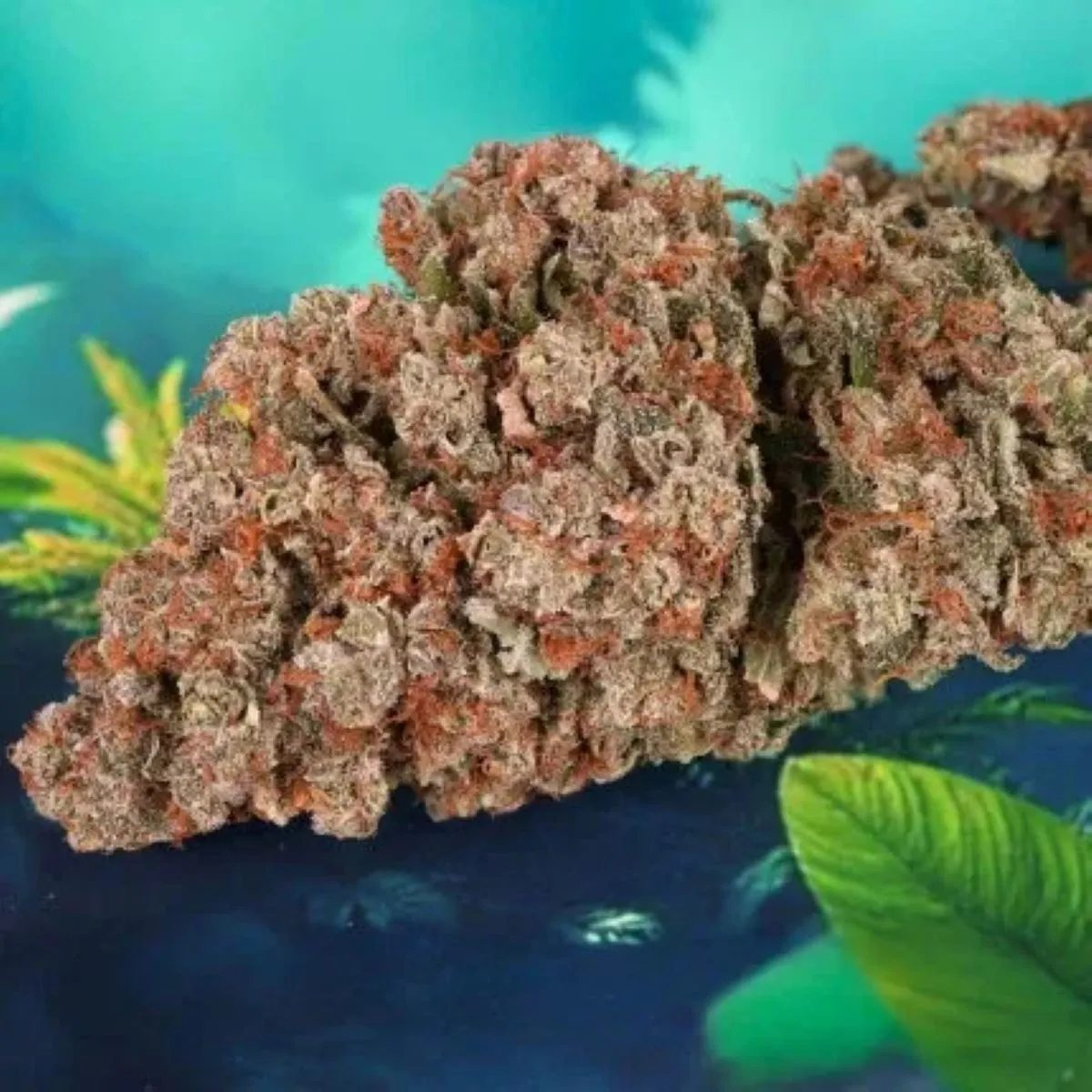 Auto Red Tropicana Cookies — afbeelding 3